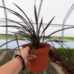 Ľanovník novozélandský (Phormium Tenax) ‘PLATT'S BLACK’ - výška 30-40 cm, kont. C3L